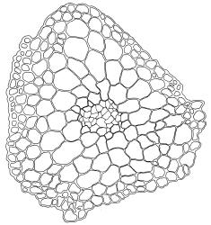 Bryoerythrophyllum dubium, stem cross-section. Drawn from G.O.K. Sainsbury 16291, WELT M016159.
 Image: R.D. Seppelt © R.D.Seppelt All rights reserved